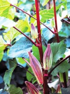 Okra Hedges, Sweet Corn all Summer, and Succesions for Warm-Season Crops Image